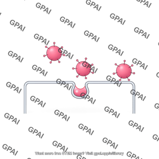 Viral infection linear