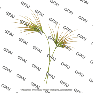 Kangaroo grass flower