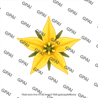 Tomato flower top view