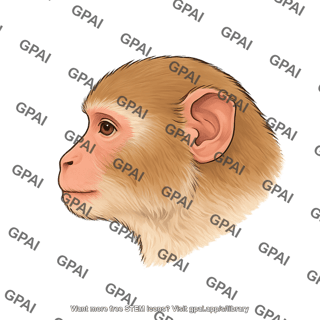 Macaque monkey rhesus macaca mulatta head lateral