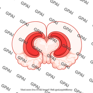 Mouse coronal brain midbrain