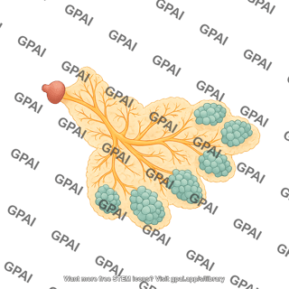 Mouse mammary gland cross section pregnant female