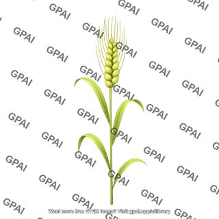 Wheat