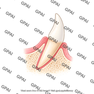 Dog tooth canine