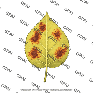 Leaf rust