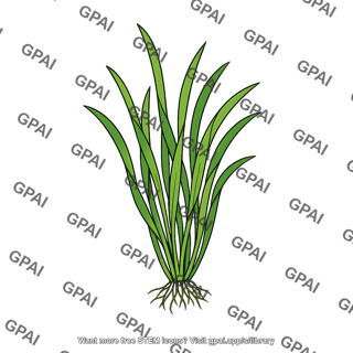 Aquatic plant rooted narrow leaf cluster