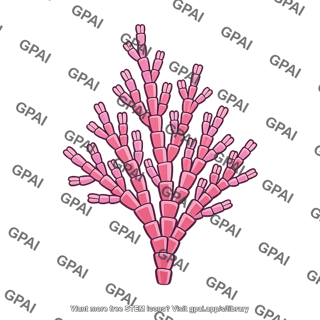 Coralline alga corallina officinalis
