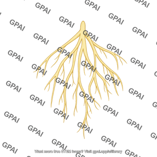 Asparagus roots young