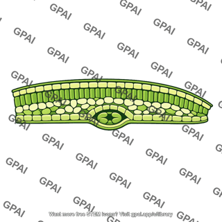 Oleander leaf cross section