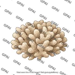 Cauliflower coral pocillopora meandrina