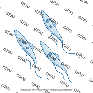 Trypanosomes promastigote