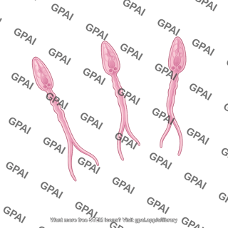 Schistosoma mansoni cercariae
