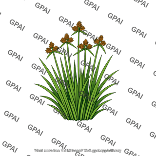 Sedge