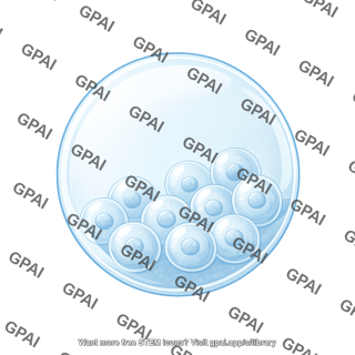 C. elegans oocyte