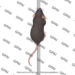 Mouse climbing pole vertical dorsal