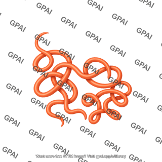 Heligmosomoides polygyrus