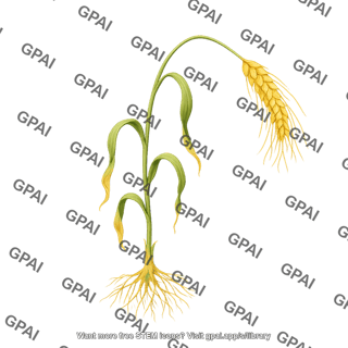 Wheat wilted