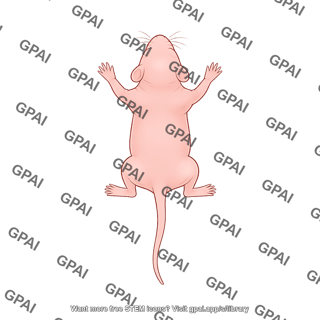 Mouse pup dorsal