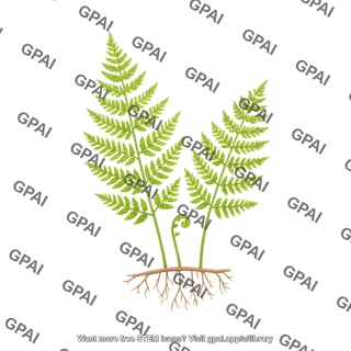 Fern