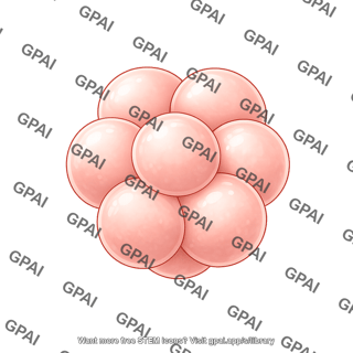 Mouse development e2.5 8 cell