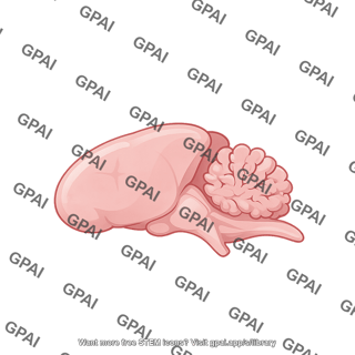 Mouse brain sagittal cut