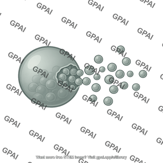 Coccidioides endospore