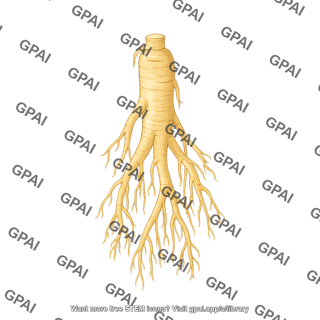 Ginseng roots