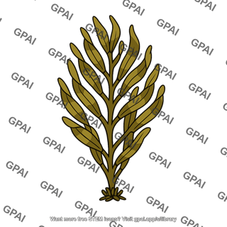 Brown alga