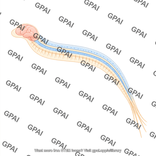 Mouse cns with subarachnoid space