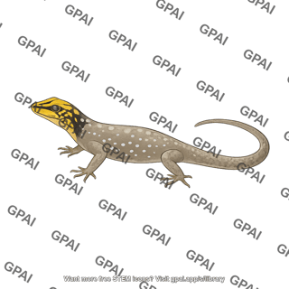 Shieldhead gecko male gonatodes caudiscutatus