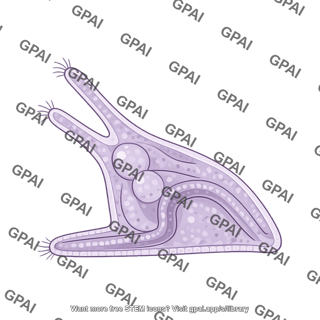 Sea urchin embryo pluteus sagittal