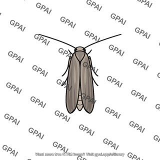 Brown moth
