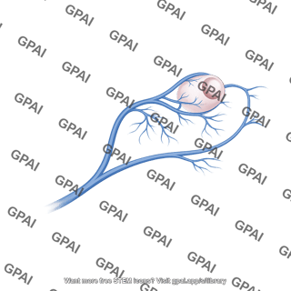 Mouse intraorbital veins