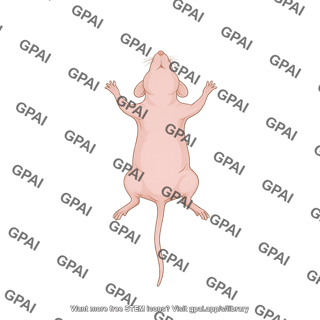Mouse hairless supine