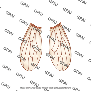 Drosophila wings dorsal cut