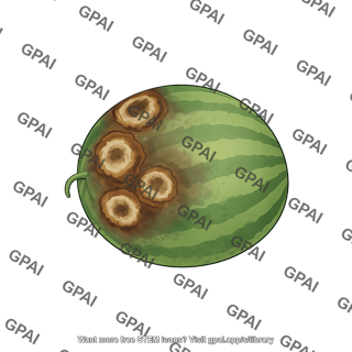 Watermelon phytophthora blight