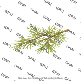 Leaf litterfall pine