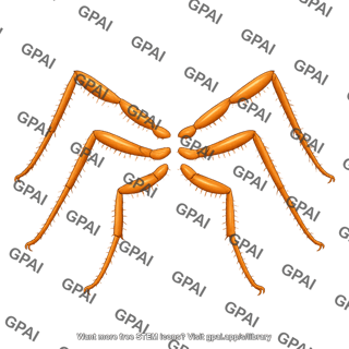 Drosophila suzukii legs dorsal male