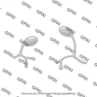 Powdery mildew germinating fungus 2