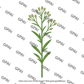 Pioneer plant