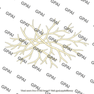 Fungal hyphae