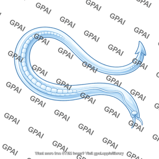 C elegans male gi tract