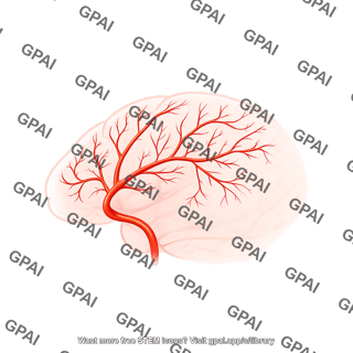 Mouse brain lateral arteries