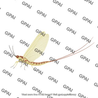 Mayfly adult hexagenia limbata female