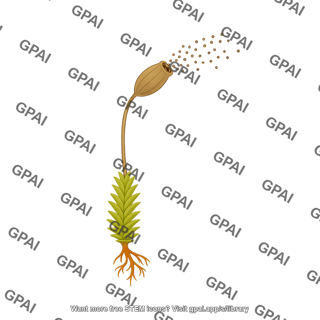 Moss sporagium capsule realeasing spores