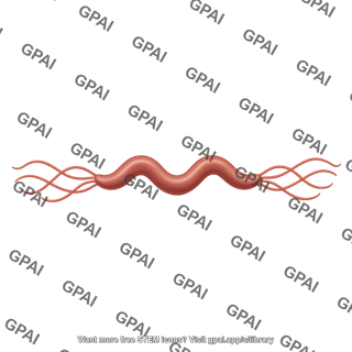 Spirillum amphitrichous flagella