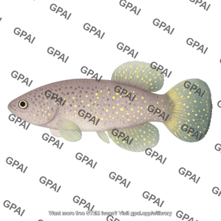 Austrofundulus limnaeus