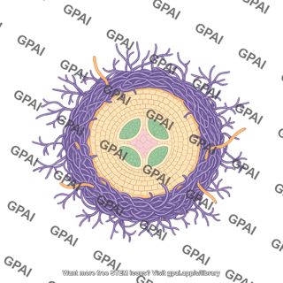 Ectomycorrhiza horizontal root cross section