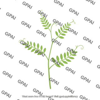 Vicia villosa vegetative stage