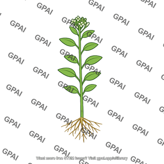 Plant annual